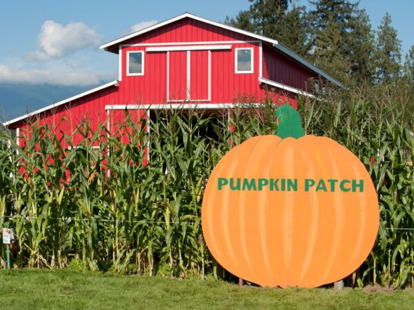 Best Pumpkin patch Chicago