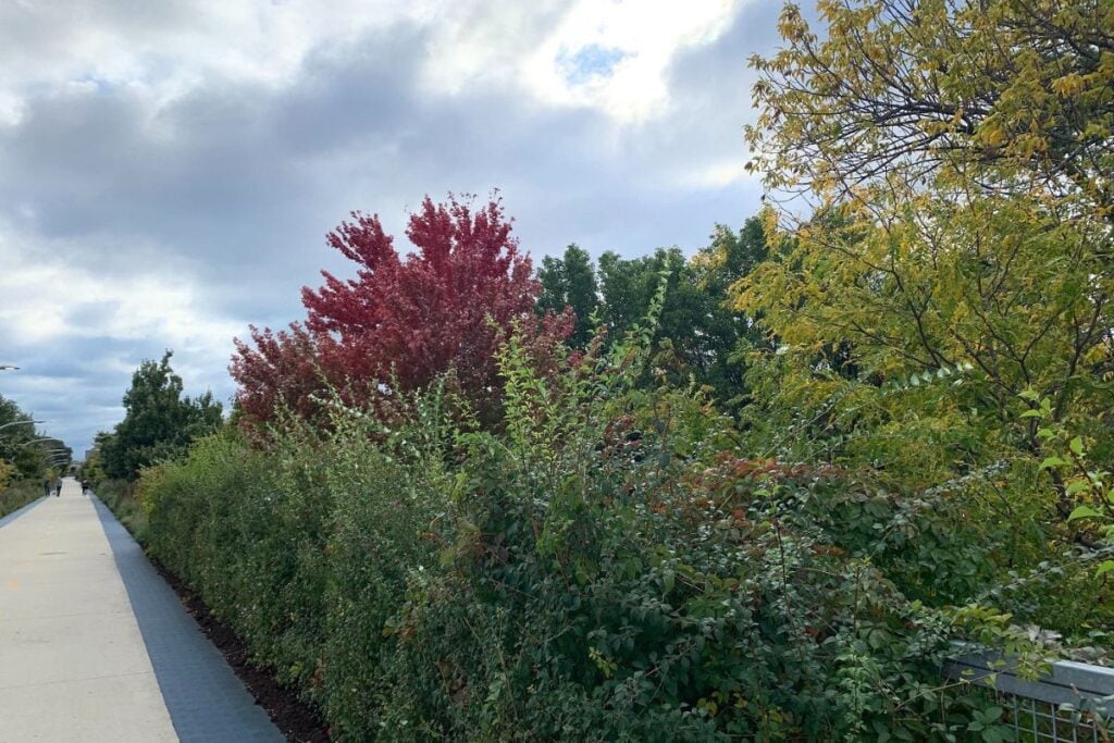 Colorful Fall foliage along the 606 Trail 