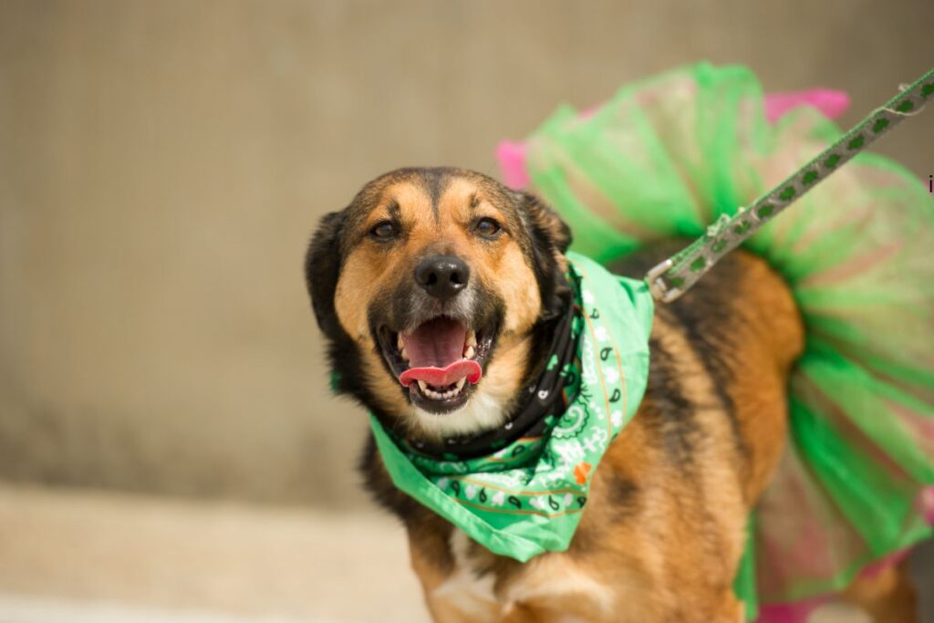 chicago dog dressed up for st. patricks day