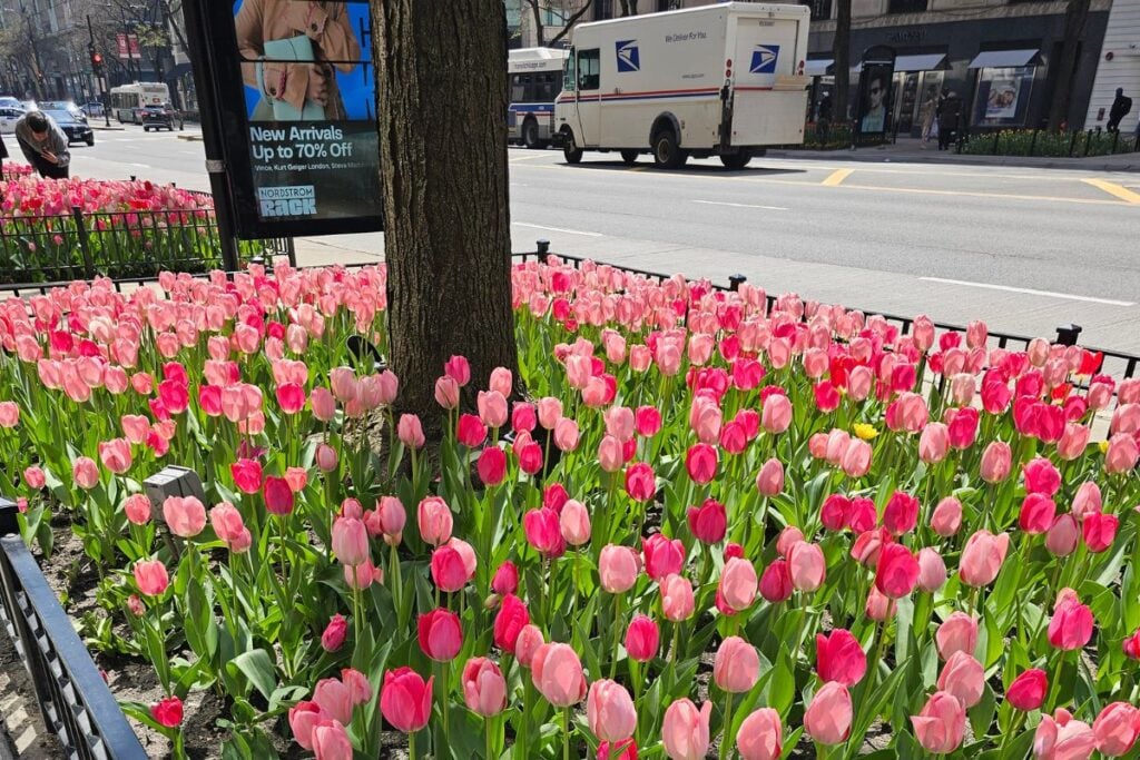Spring tulips blooming along Michigan Avenue in downtown Chicago
