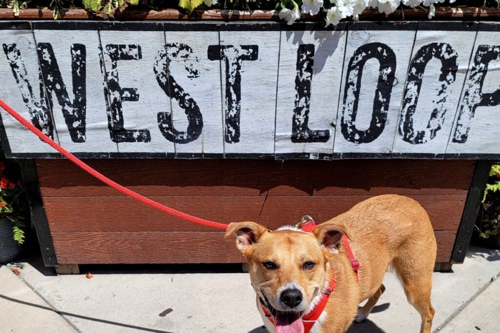 West Loop Chicago restaurant patio with dog in front of popular dining area