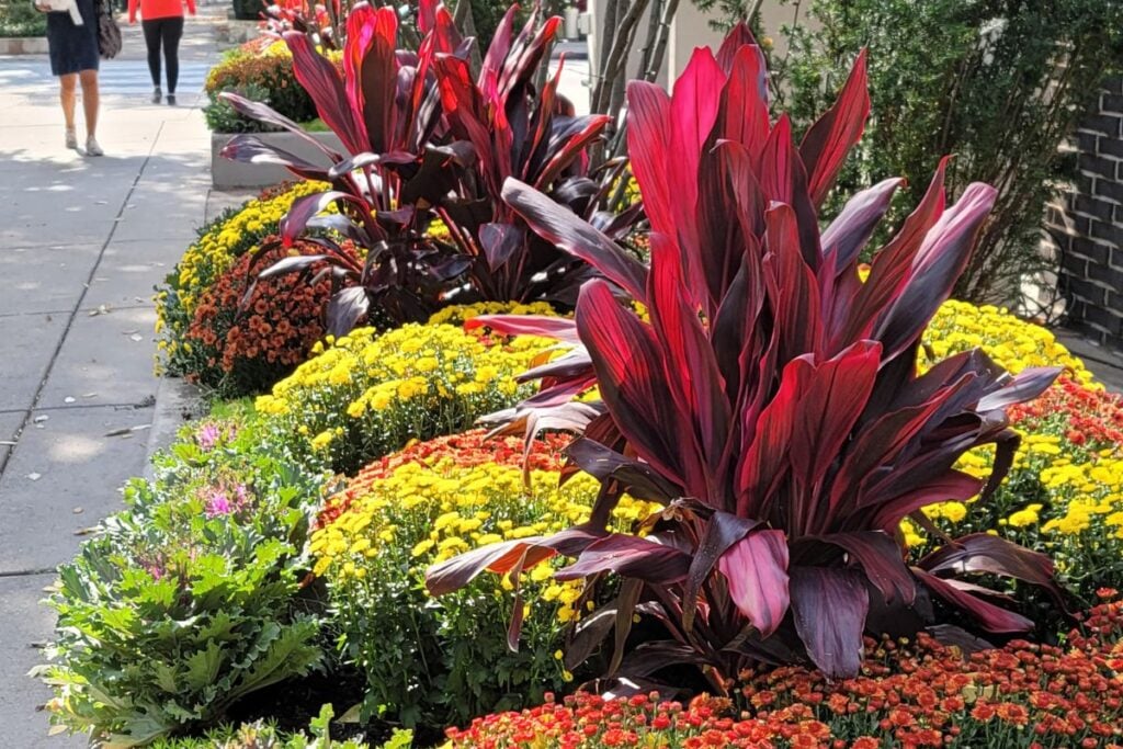 Sidewalk planters filled with orange and yellow chrysanthemums and deep red foliage on a Chicago street in autumn