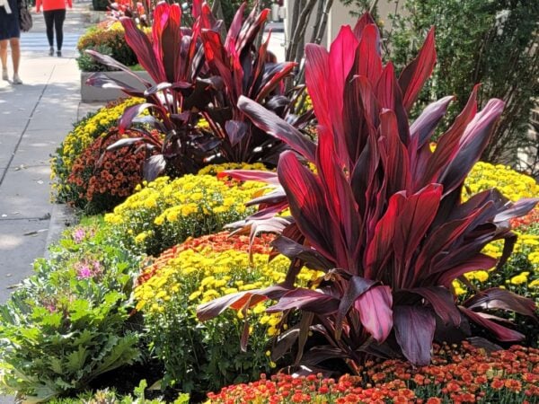 Sidewalk planters filled with orange and yellow chrysanthemums and deep red foliage on a Chicago street in autumn