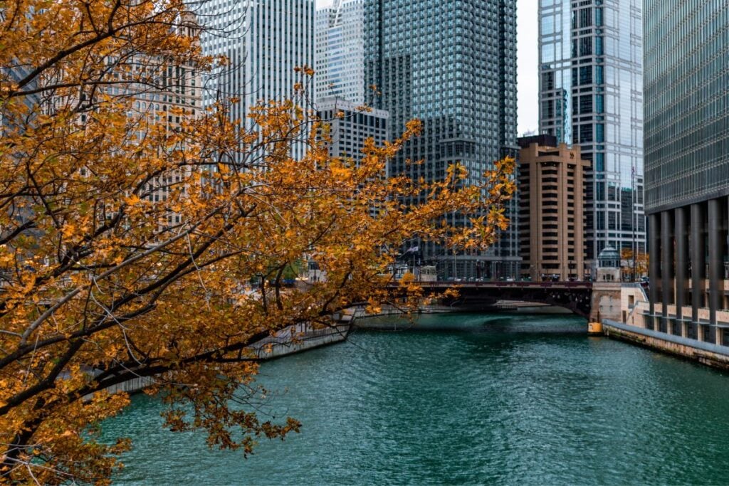 Golden autumn leaves overhanging the Chicago River with downtown towers and a bridge behind