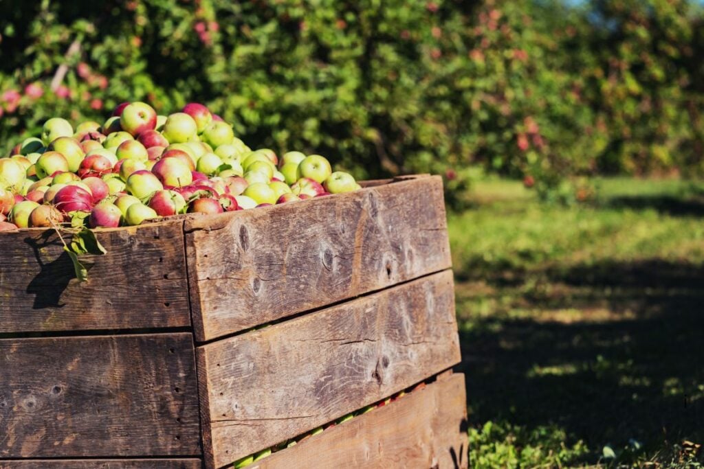 Large wooden orchard crate filled with freshly harvested apples beside rows of apple trees
