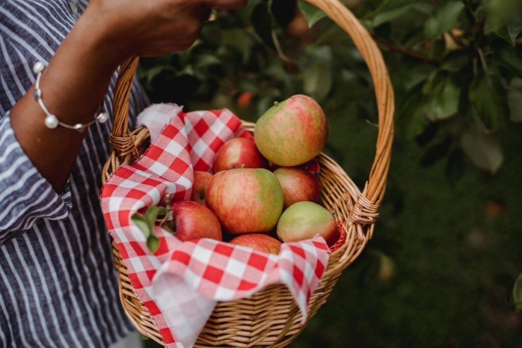 Woman carrying a wicker basket of freshly picked red and green apples through an orchard