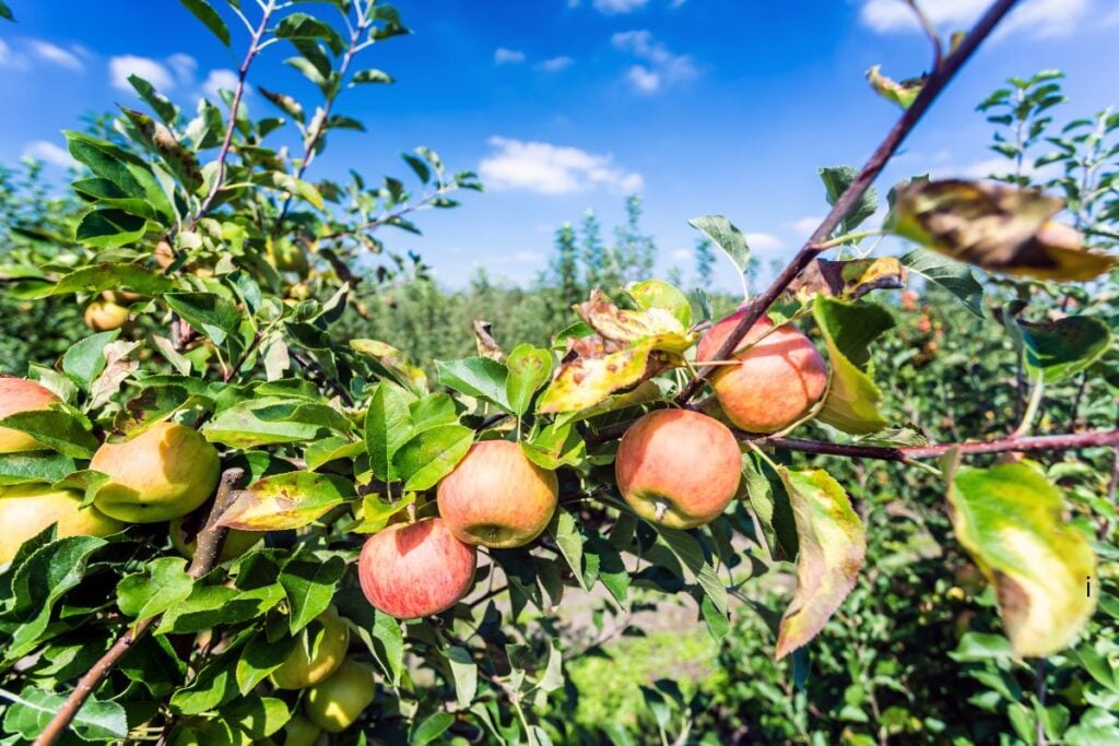 Ripe red and yellow apples hanging on a branch under a blue sky at an apple orchard