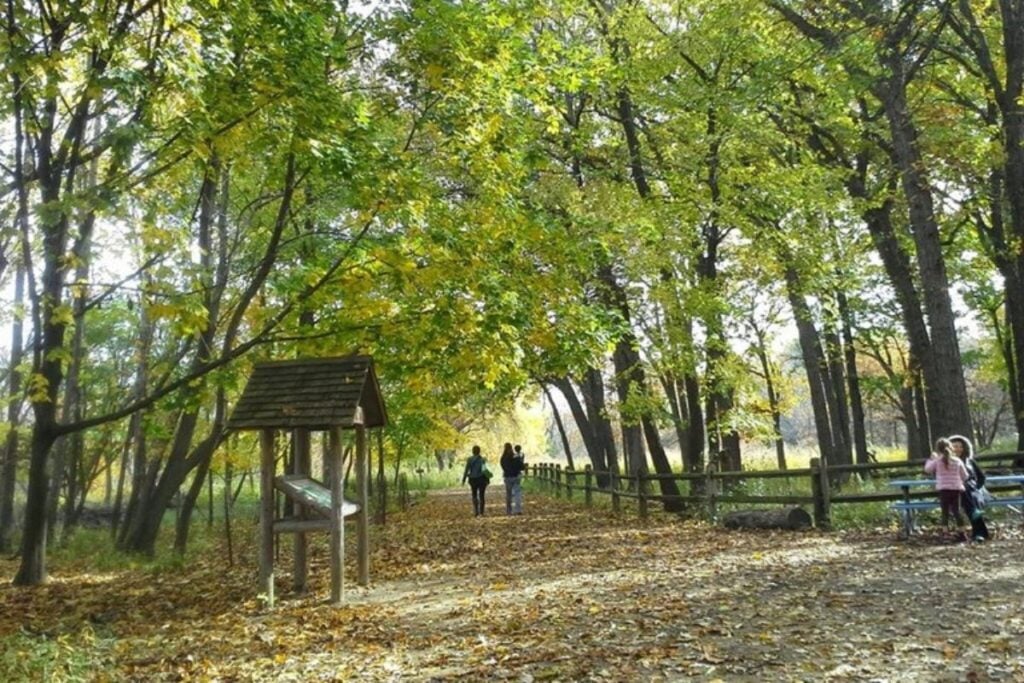 Oak savanna with yellow wildflowers under open tree canopy at North Park Village Nature Center, Chicago