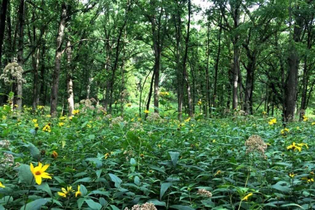 Hikers on a leaf-covered trail beside an interpretive sign at Swallow Cliff Woods in Palos Park