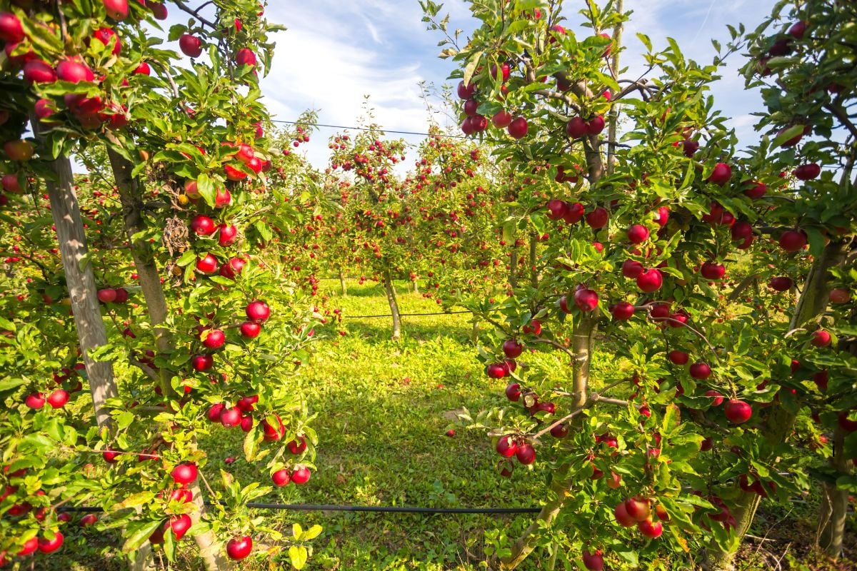 Apple Picking Near Chicago: 10 Orchards + Timing