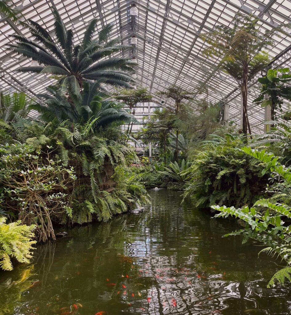 Indoor tropical Fern Room with lush greenery, palms, and a koi pond under a glass conservatory roof at Garfield Park Conservatory